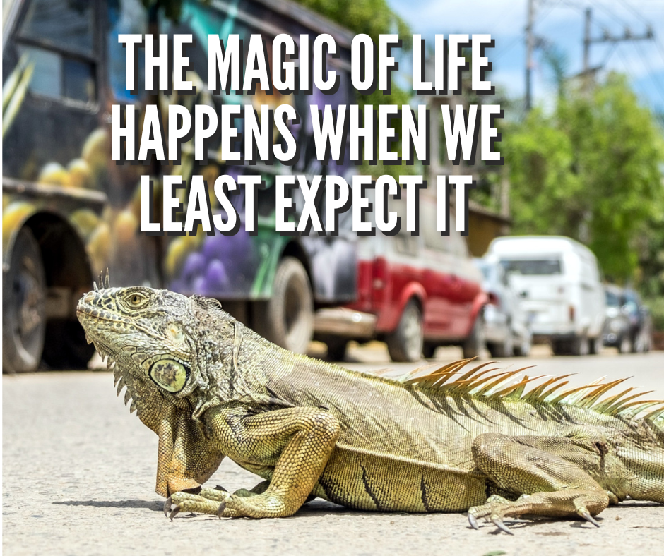 The Magic Of Life Happens When We Least Expect It